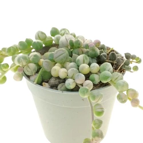 Senecio Rowleyanus Strings of Pearl Variegated 2-3 Leaves