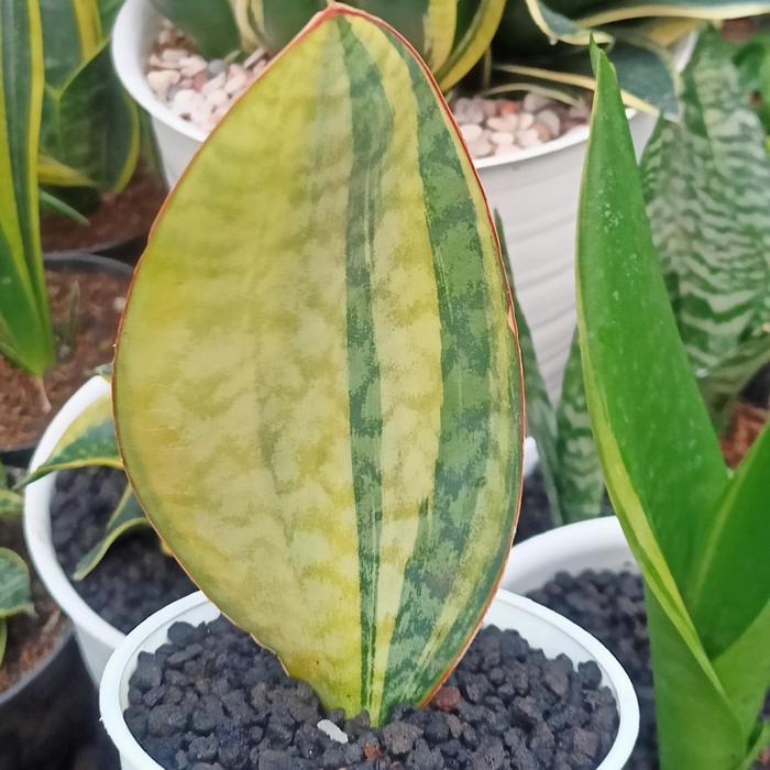 Sansevieria Mansoniana Yellow 2-3 Leaves