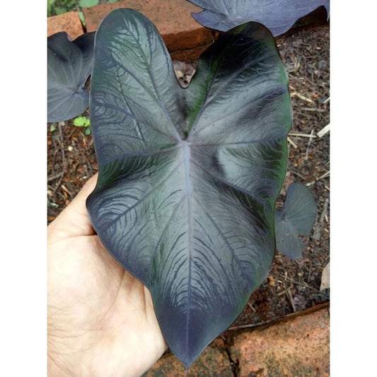 Colocasia Black Coral 2-3 Leaves