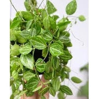 Dischidia Ovata 20 - 30cm