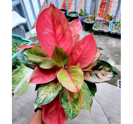 Aglaonema Prosperity 2 - 4 leaves