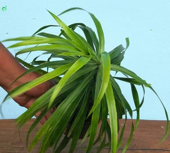 Dracaena Angustifolia - 4 leaves