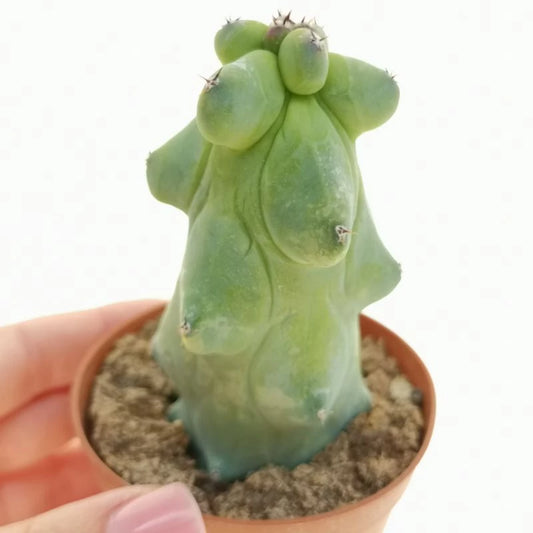 Myrtillo Breast Cactus medium size