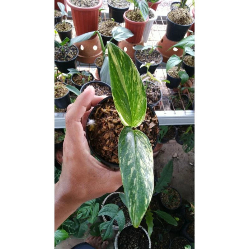 Monstera Standleyana Aurea 2-3 Leaves