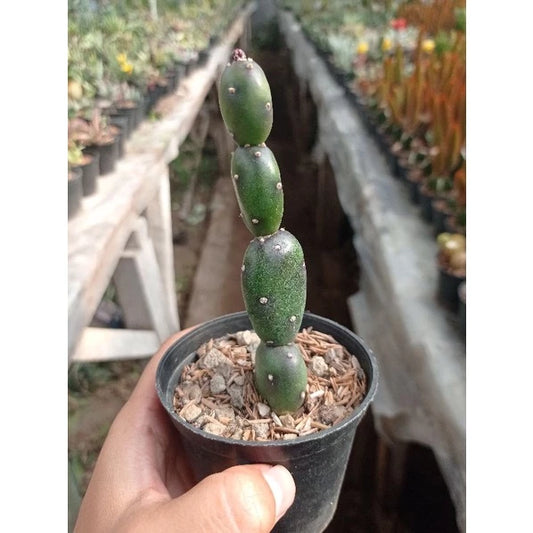 Opuntia Canterae medium size