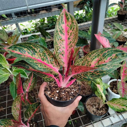 Aglaonema Widuri 2 - 4 leaves