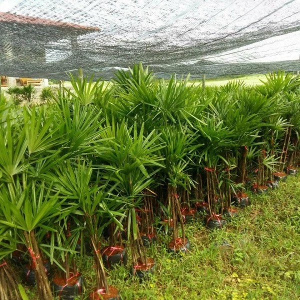 Rhapis Eccelsa Lady Palm 20 - 30cm