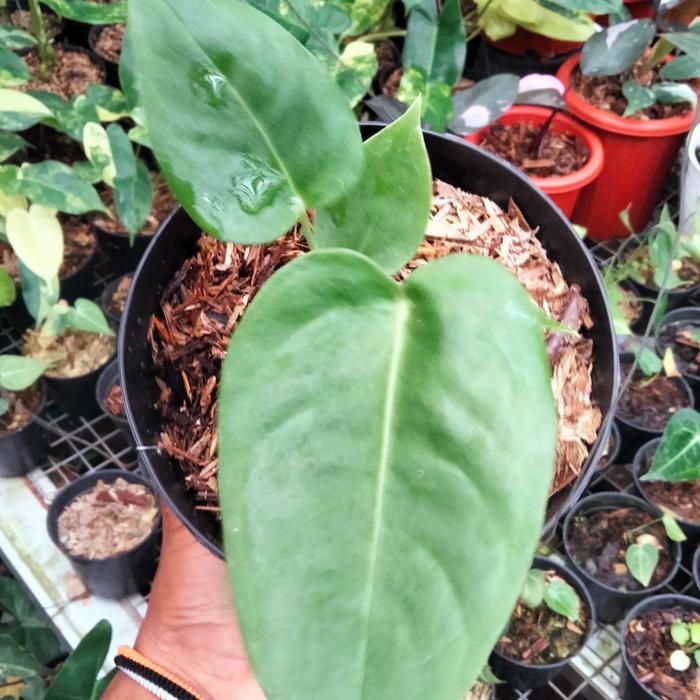 Anthurium Veitchii 2 - 4 leaves