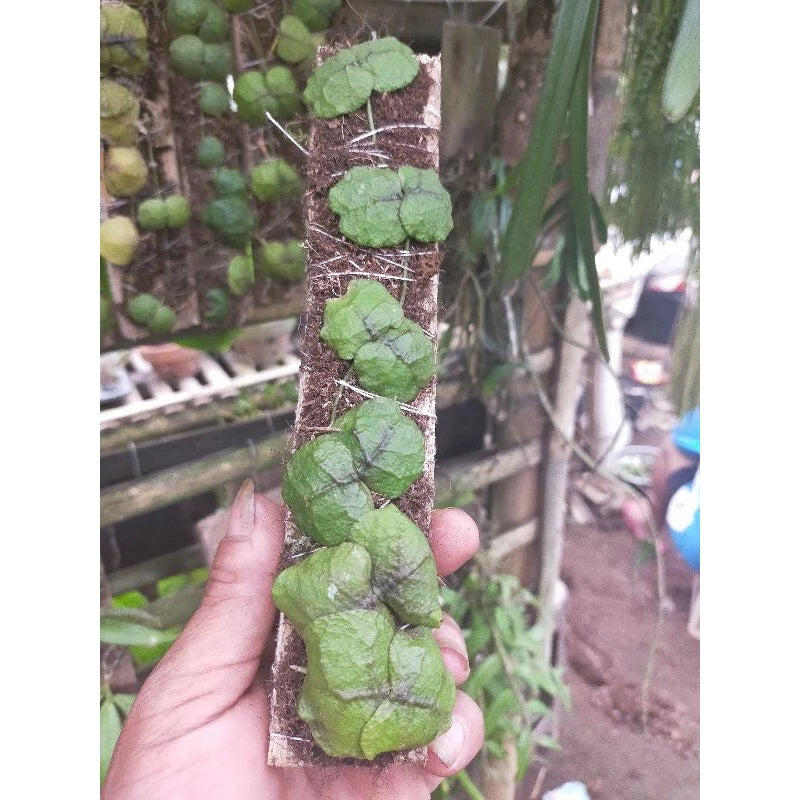 Dischidia Imbricata 20 - 30cm