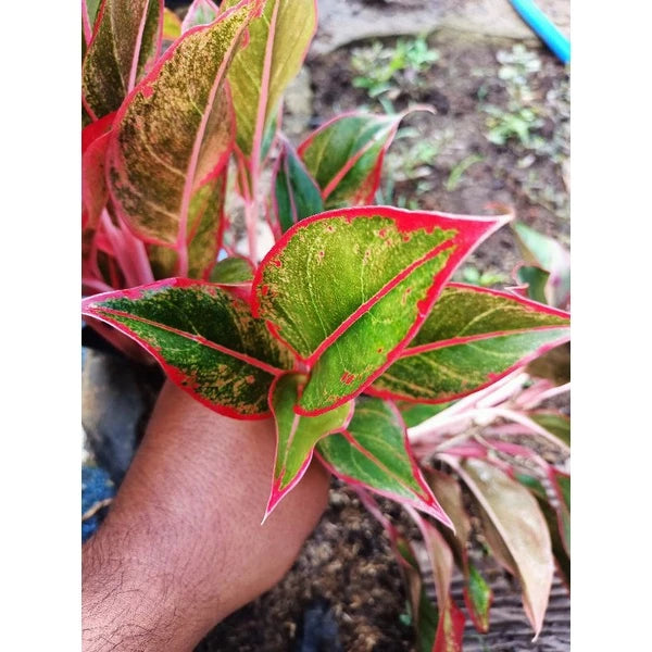Aglaonema Moonlight 2 - 4 leaves