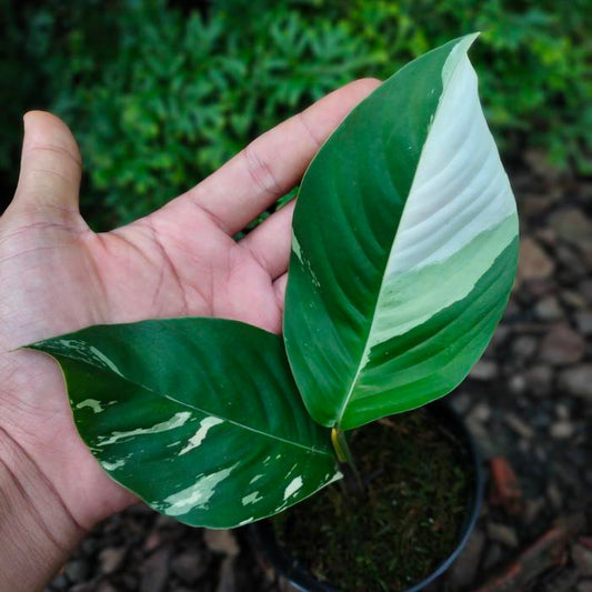 Rhaphidophora Foraminifera Variegated 2 - 4 leaves