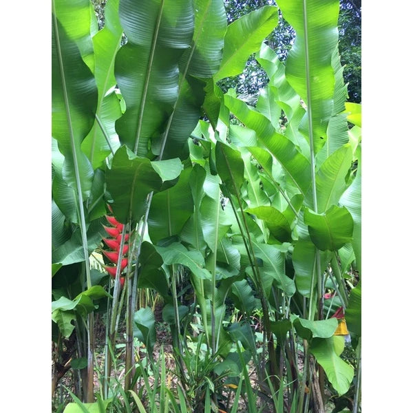 Heliconia Wagneriana 2-3 Leaves