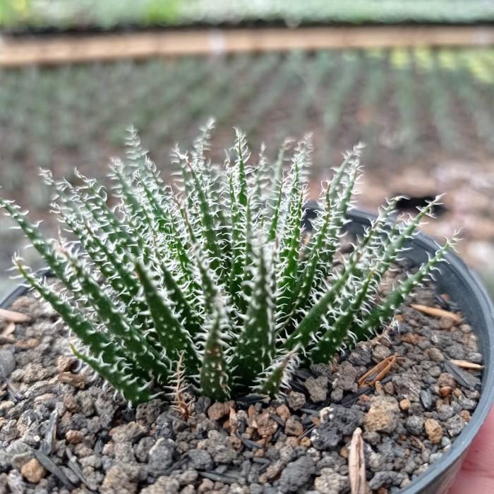 Aloe Haworthiodes medium size