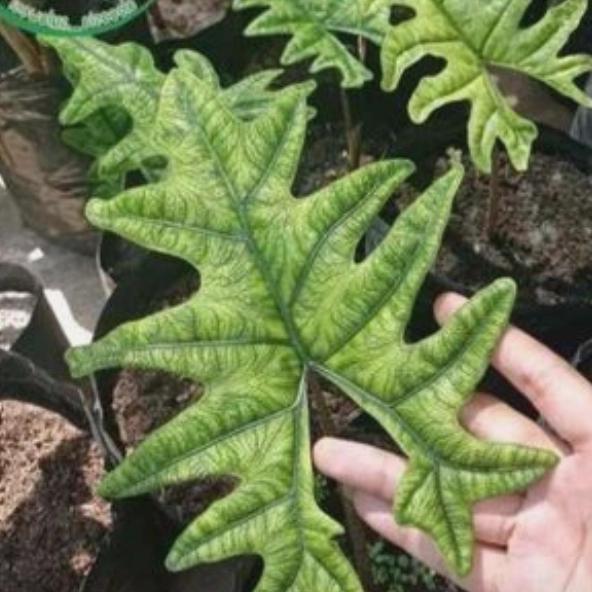 Alocasia Jacklyn 2-3 Leaves