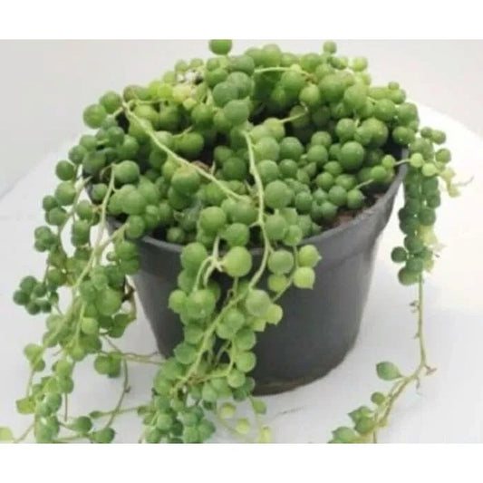 Senecio Rowleyanus Strings of Pearl 2-3 Leaves