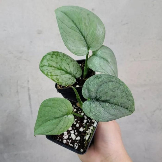 Scindapsus Silver Hero 2 - 4 leaves