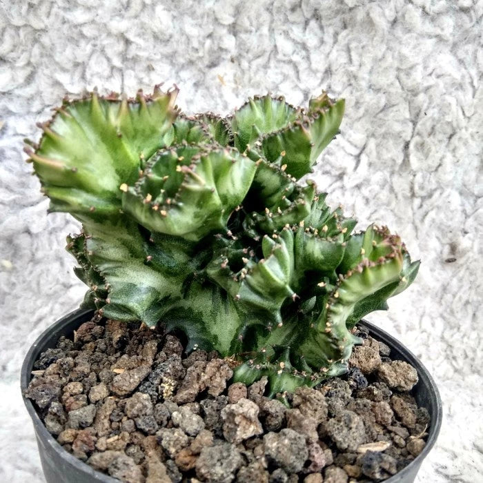 Euphorbia Lactea Cristata 2-3 Leaves