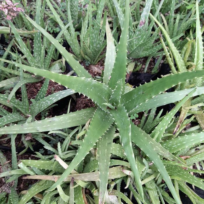 Aloe Barbadensis Miller medium size