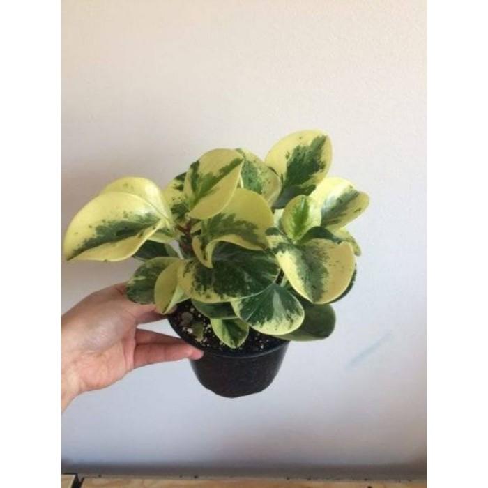 Pepperomia Obtusifolia Variegata - 4 leaves