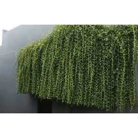 Vernonia Elliptica 20 - 30cm