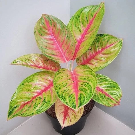 Aglaonema Andini 2 - 4 leaves