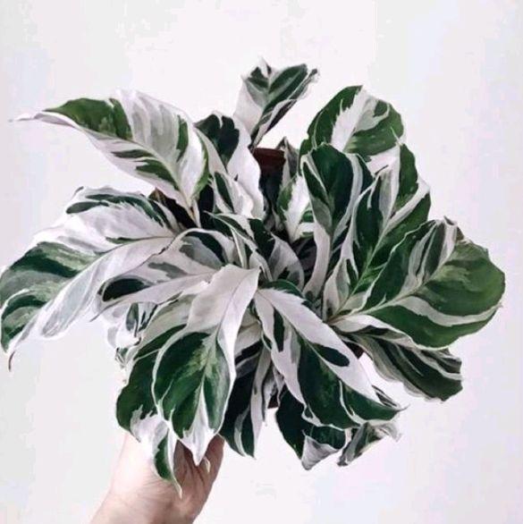 Calathea White Fusion 2-3 Leaves