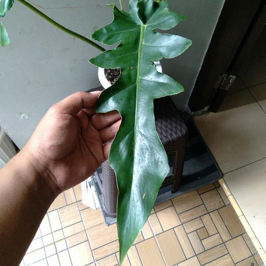 Philodendron Bob Cee 2-3 Leaves