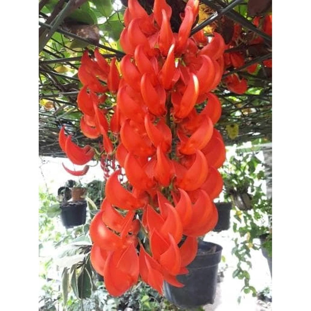 Flame of Irian Mucuna Bennetii 2 - 4 leaves