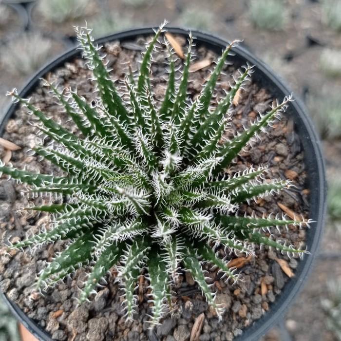 Aloe Haworthiodes medium size