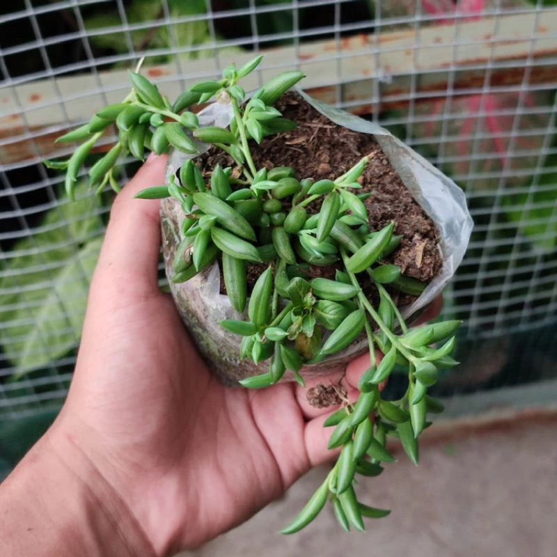 Curio Radicans String of Banana 2-3 Leaves