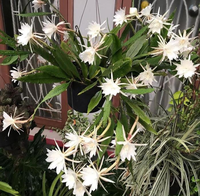 Epiphyllum Oxypetalum White Flower 20 - 30cm