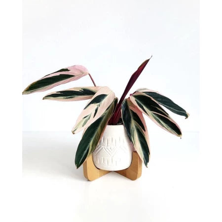 Calathea Triostar 2-3 Leaves