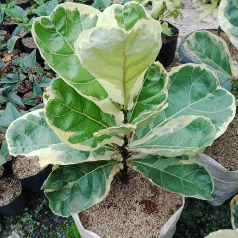 Ficus Lyrata Variegated 2-3 Leaves
