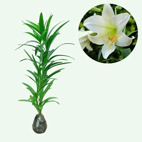 Lilium Whole Plant