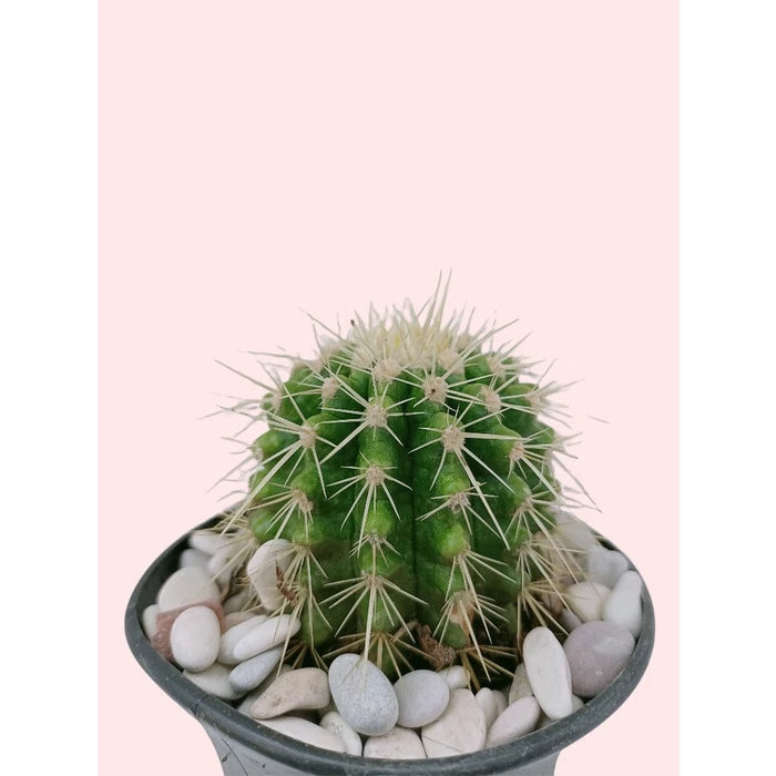 Echinocactus Grusonii medium size