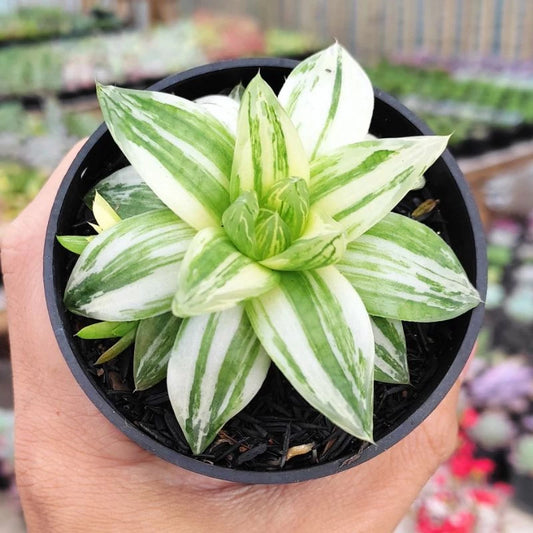 Haworthia Cymbiformis Variegata medium size