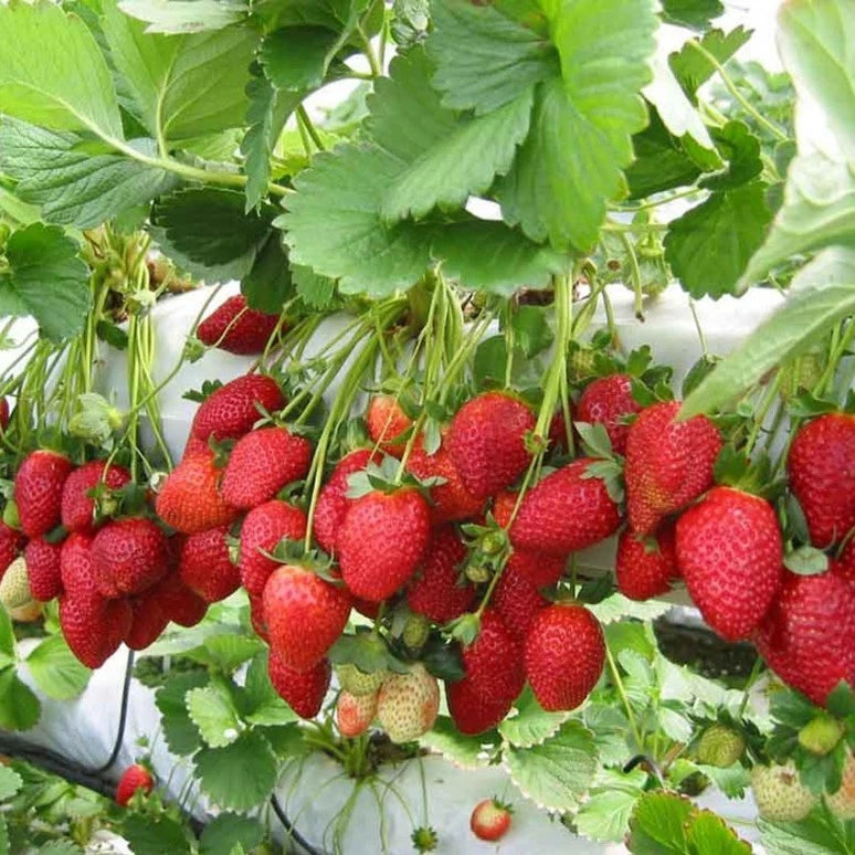 Strawberry Jumbo 30 - 50cm