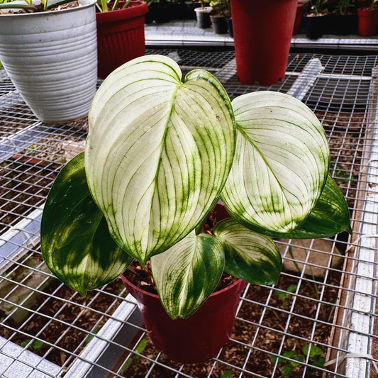 Scindapsus White Monster 2 - 4 leaves