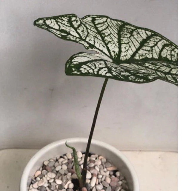 Caladium Snow White 2-3 Leaves