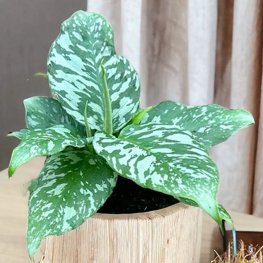 Schismatoglottis Motleyana 2 - 4 leaves