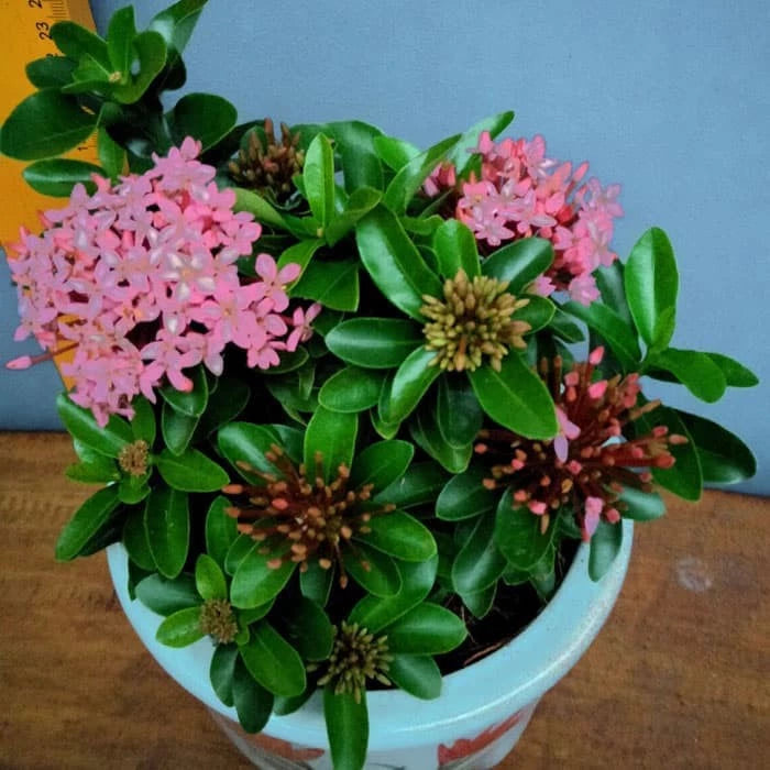 Ixora "Pink Flower" 20 - 30cm