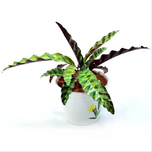 Calathea Lancifolia - 4 leaves