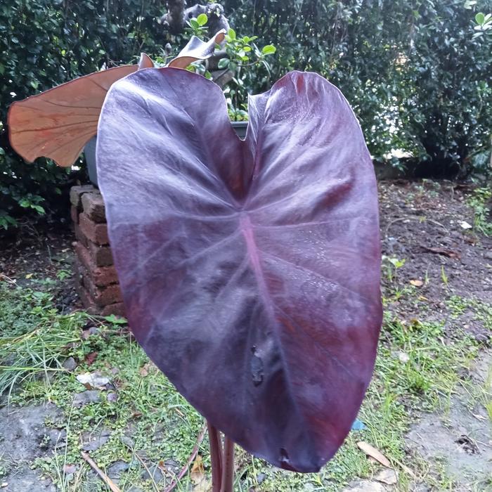 Colocasia Nirmala 2-3 Leaves