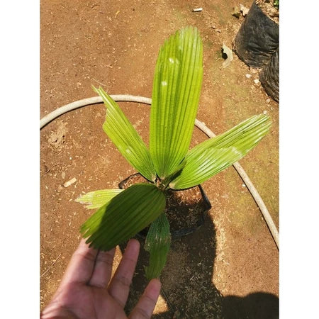 Licuala Grandis Monster 2 - 4 leaves