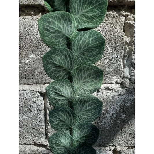 Rhaphidophora Cryptanta 2 - 4 leaves