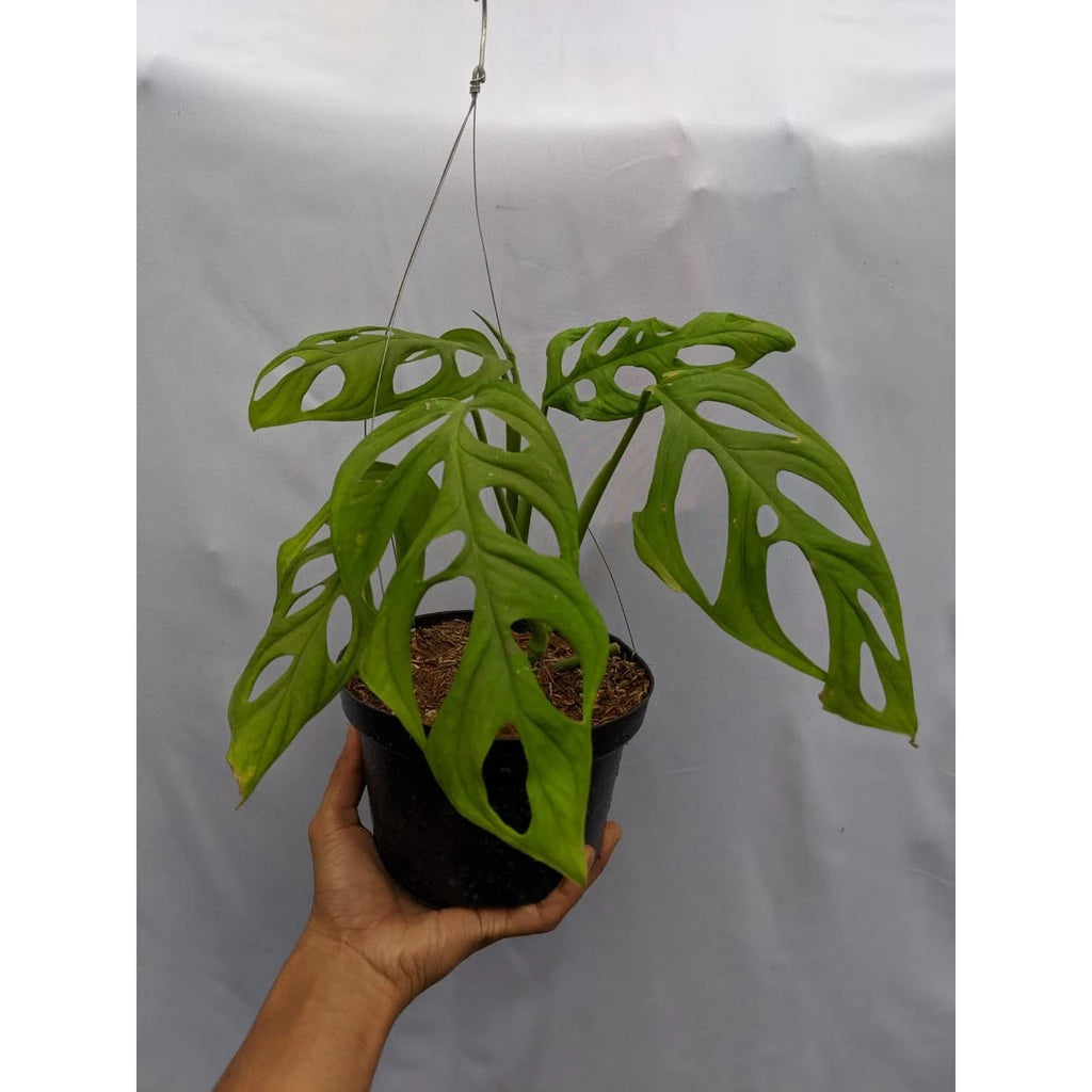 Monstera Obliqua 2-3 Leaves