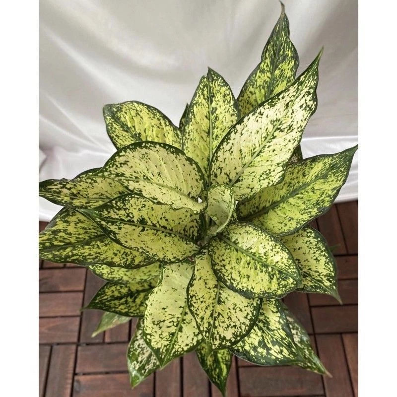 Aglaonema Snow White 2 - 4 leaves
