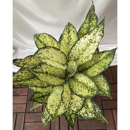 Aglaonema Snow White 2 - 4 leaves
