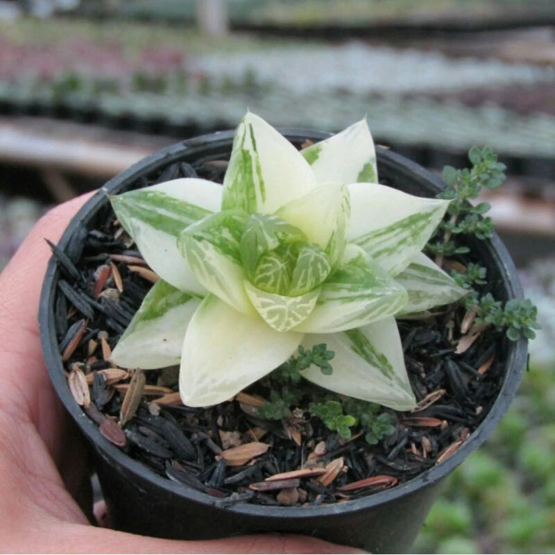 Haworthia Cymbiformis Variegata medium size