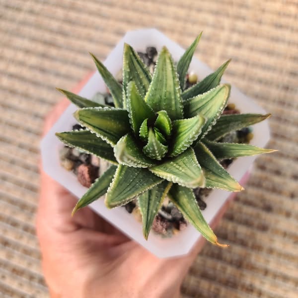Haworthia Pumila Silver Variegated medium size